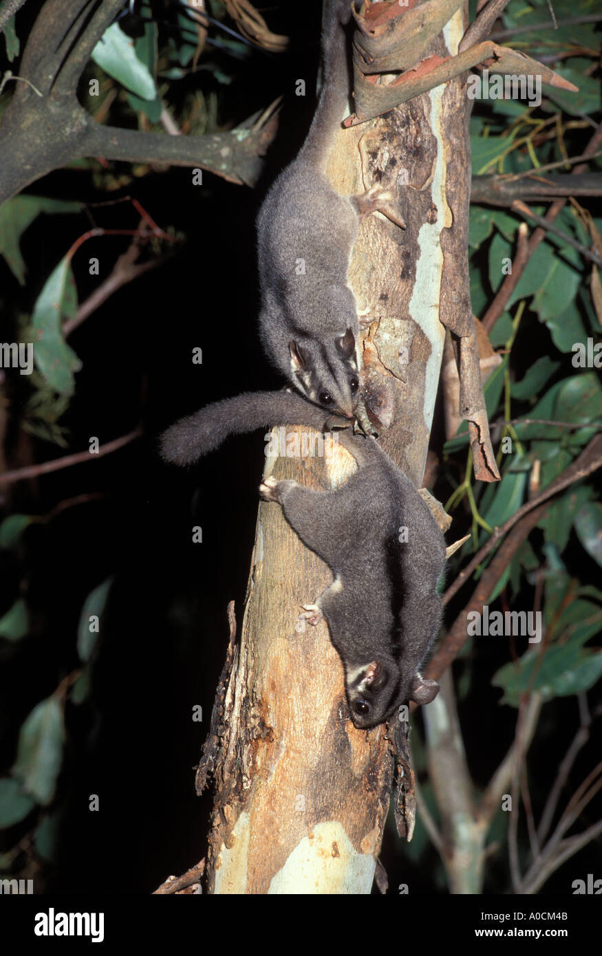 LEADBEATERS POSSUM Gymnobelideus leadbeateri Victoria Australia