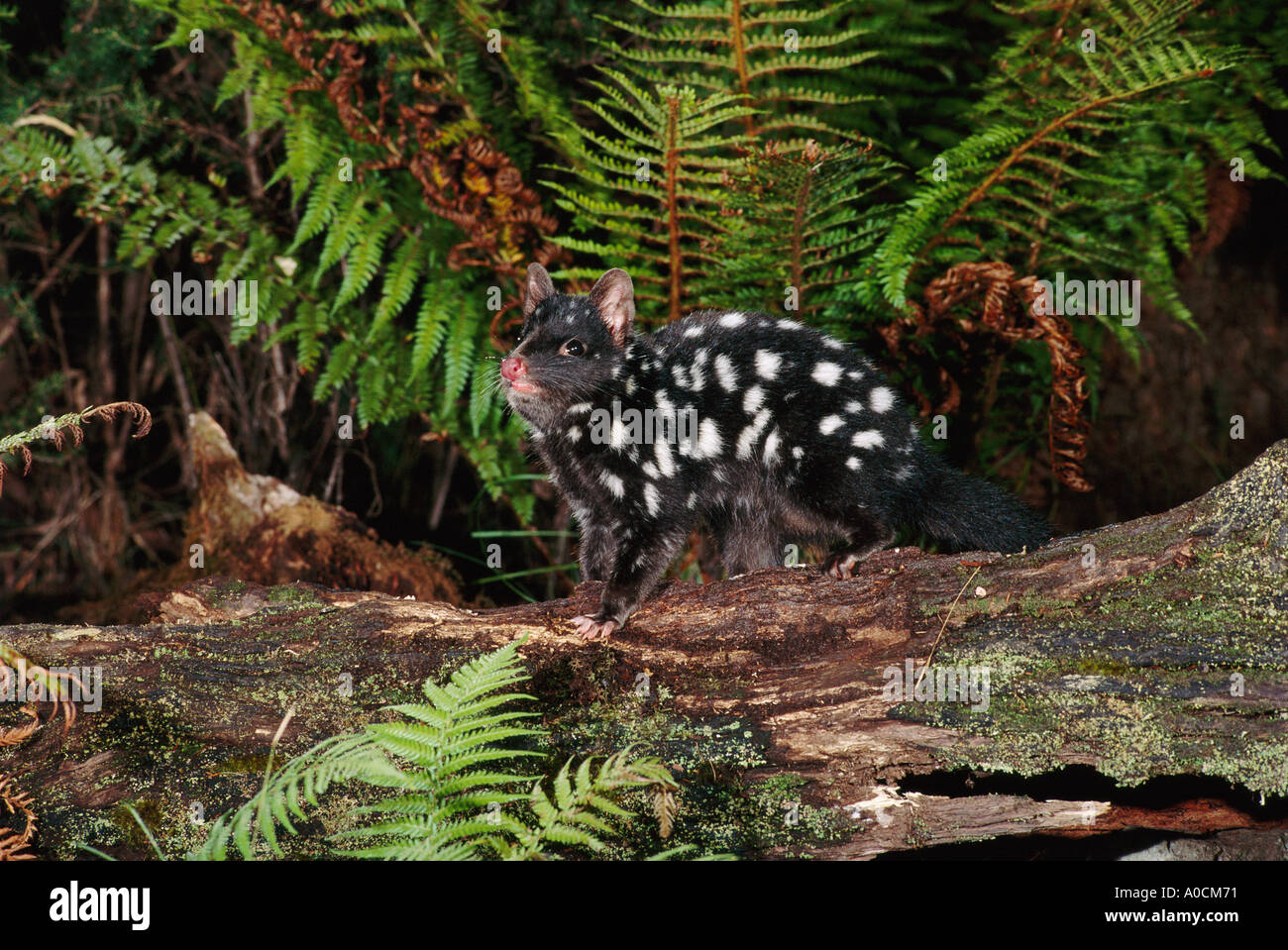 EASTERN QUOLL Dasyurus viverrinus Adult dark phase Tasmania Australia Stock Photo