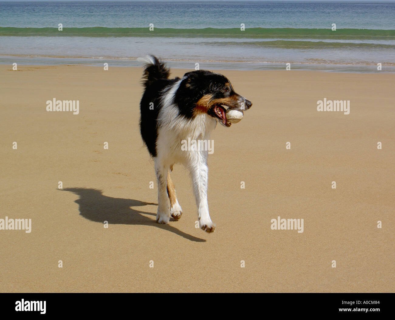Border collie sheep dog running with ball in mouth on deserted beach on