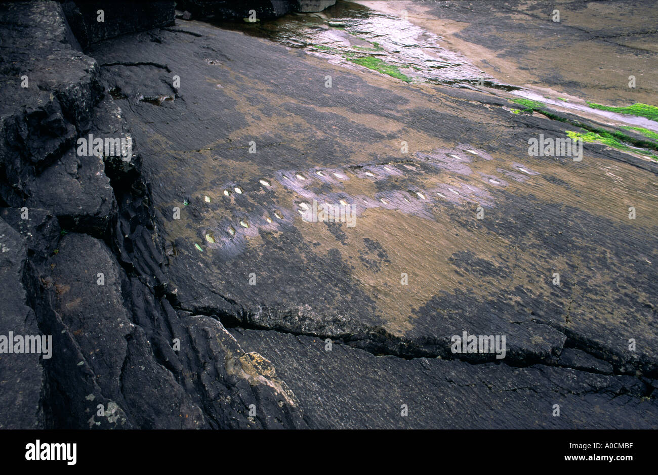 400 million year old fossil footprints of very early amphibian in Devonian slate on Valentia Island, County Kerry, Ireland. Stock Photo