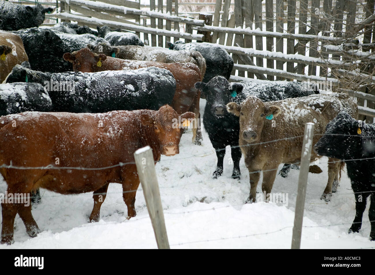 Cows in snow hires stock photography and images Alamy