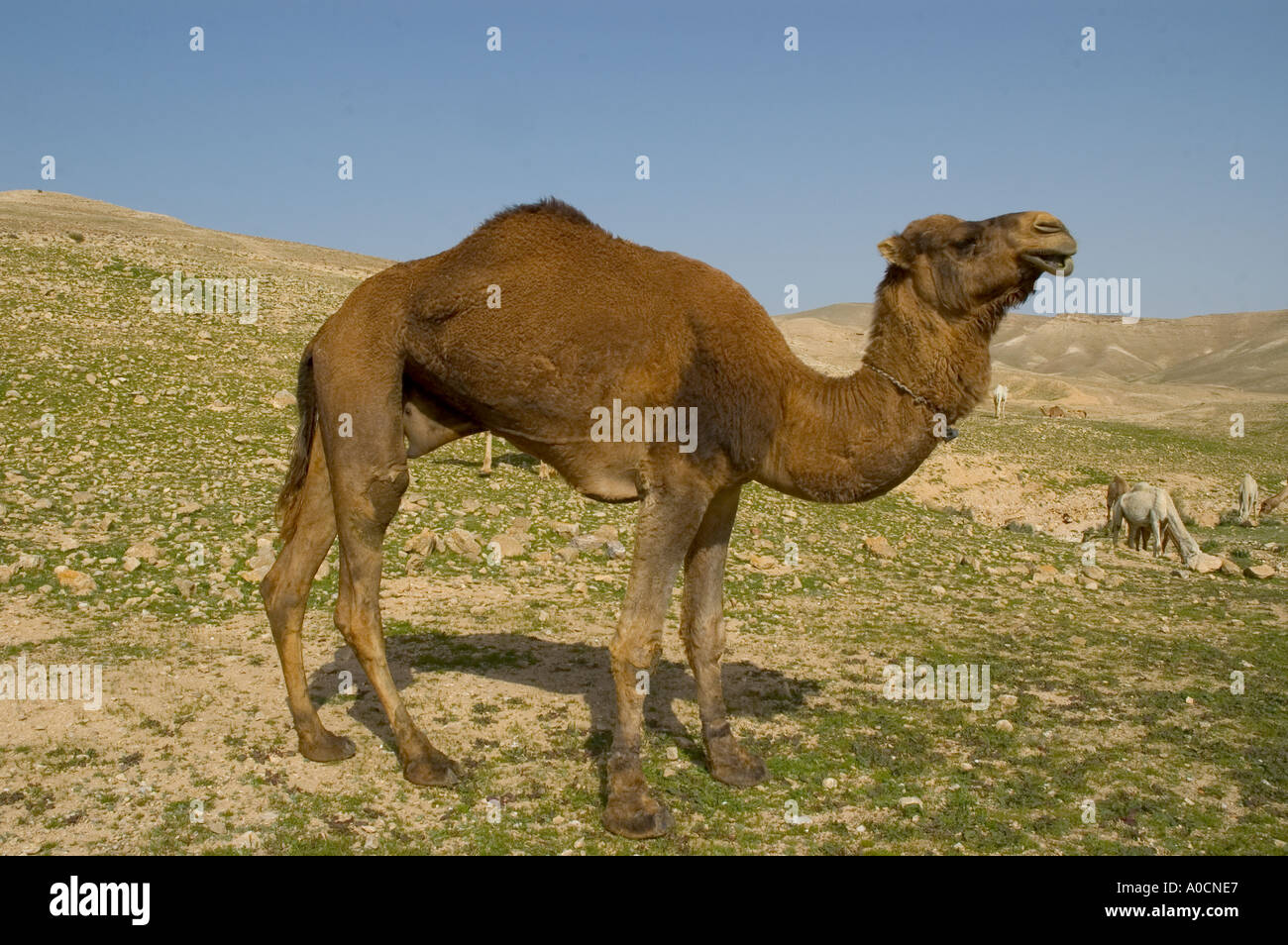 Israel Negev desert arad area camels grazing in the desert after the ...
