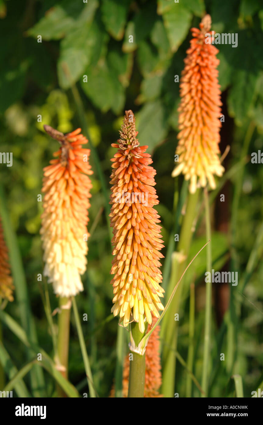 Red Hot Poker Plants For Sale Uk Red Hot Poker Plants For Sale Uk
