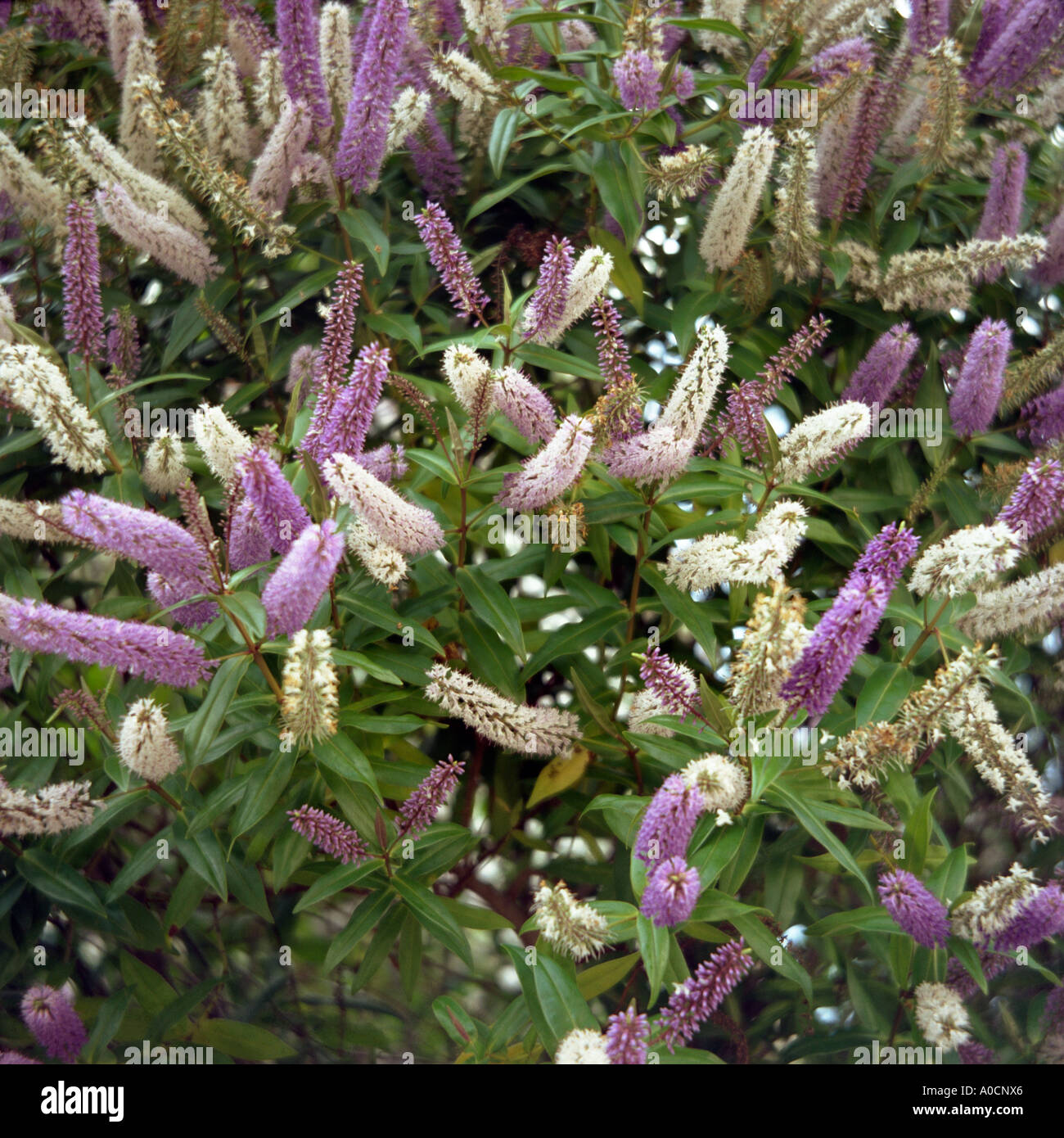 Buddleia with purple and white flowers Stock Photo