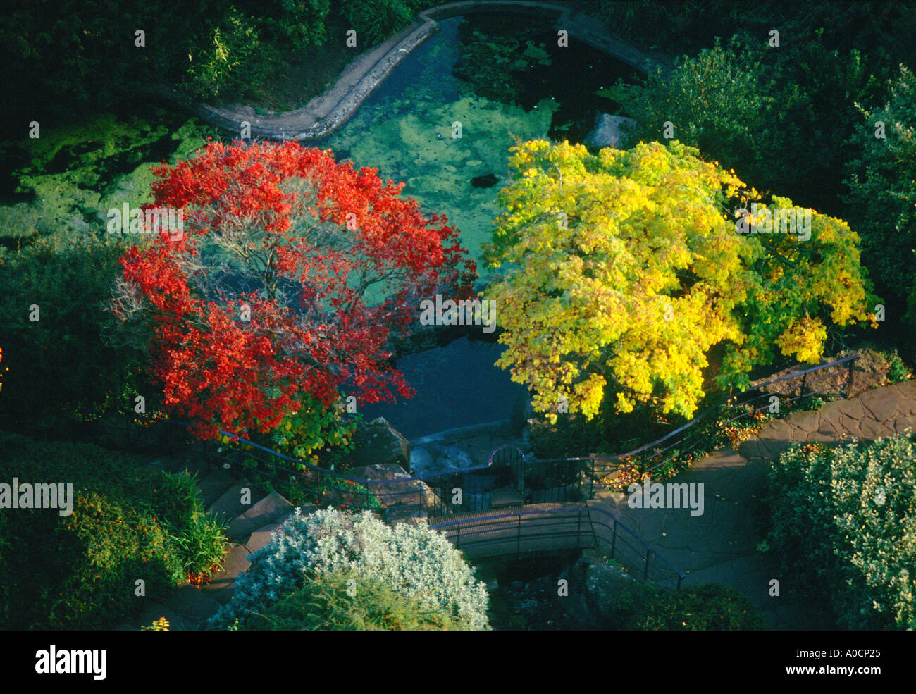 Ornamental trees and pond at foot of Cabot Tower on Brandon Hill