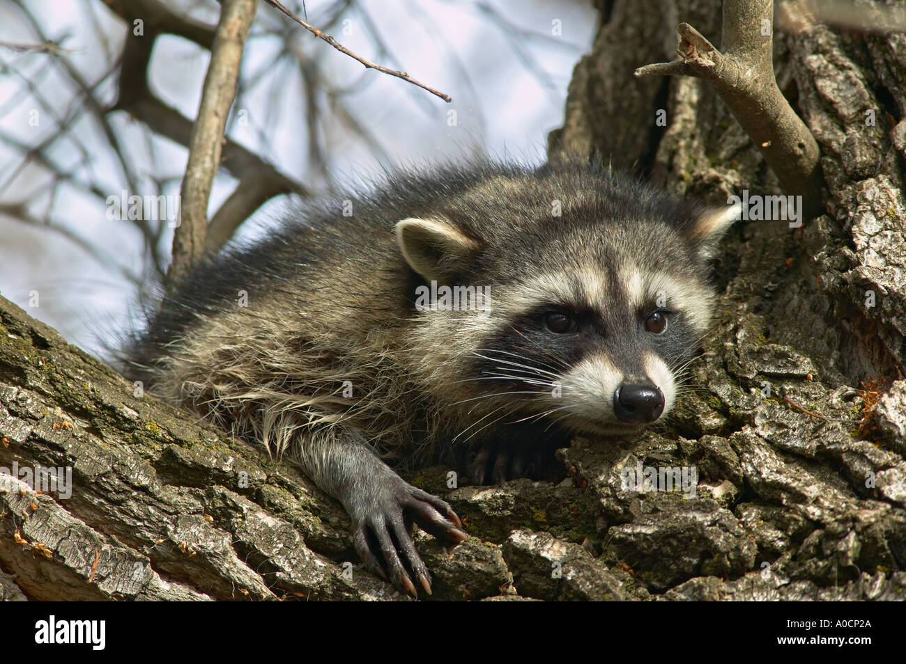 Raccoon in cottonwood tree Klamath Lake National Wildlife Refuge California Stock Photo