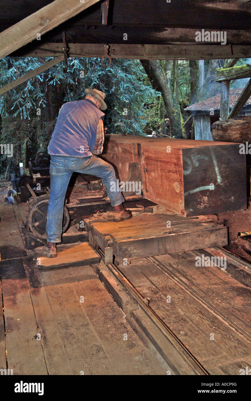 A saw mill worker is setting up the trimmed redwood log for the first