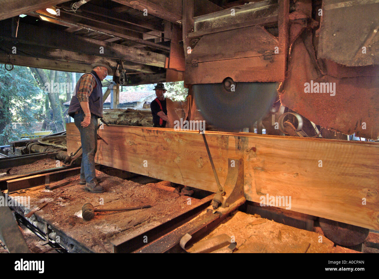 Saw mill worker is making the last cut on the trimmed redwood log at an