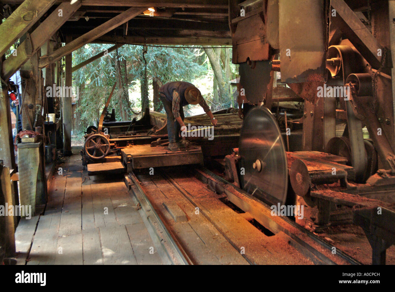 A saw mill worker measures a redwood log before beginning the final trimming cut of a redwood log Stock Photo