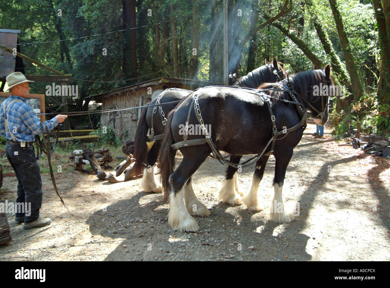 Two draft horses are about to be hitched up to drag a redwood log to a saw mill in Occidental California Stock Photo