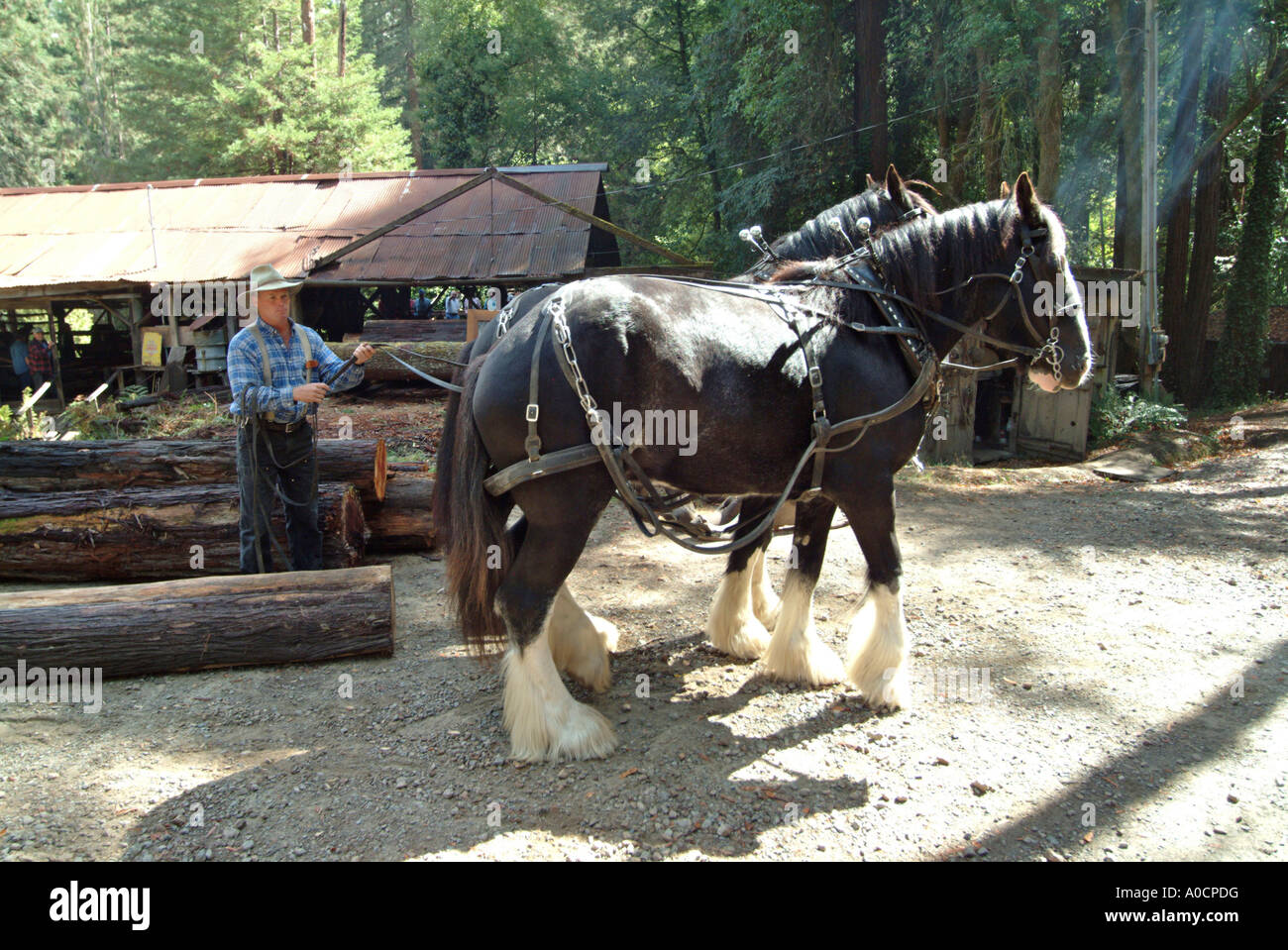 Two draft horses are about to be hitched up to drag a redwood log to a saw mill in Occidental California Stock Photo