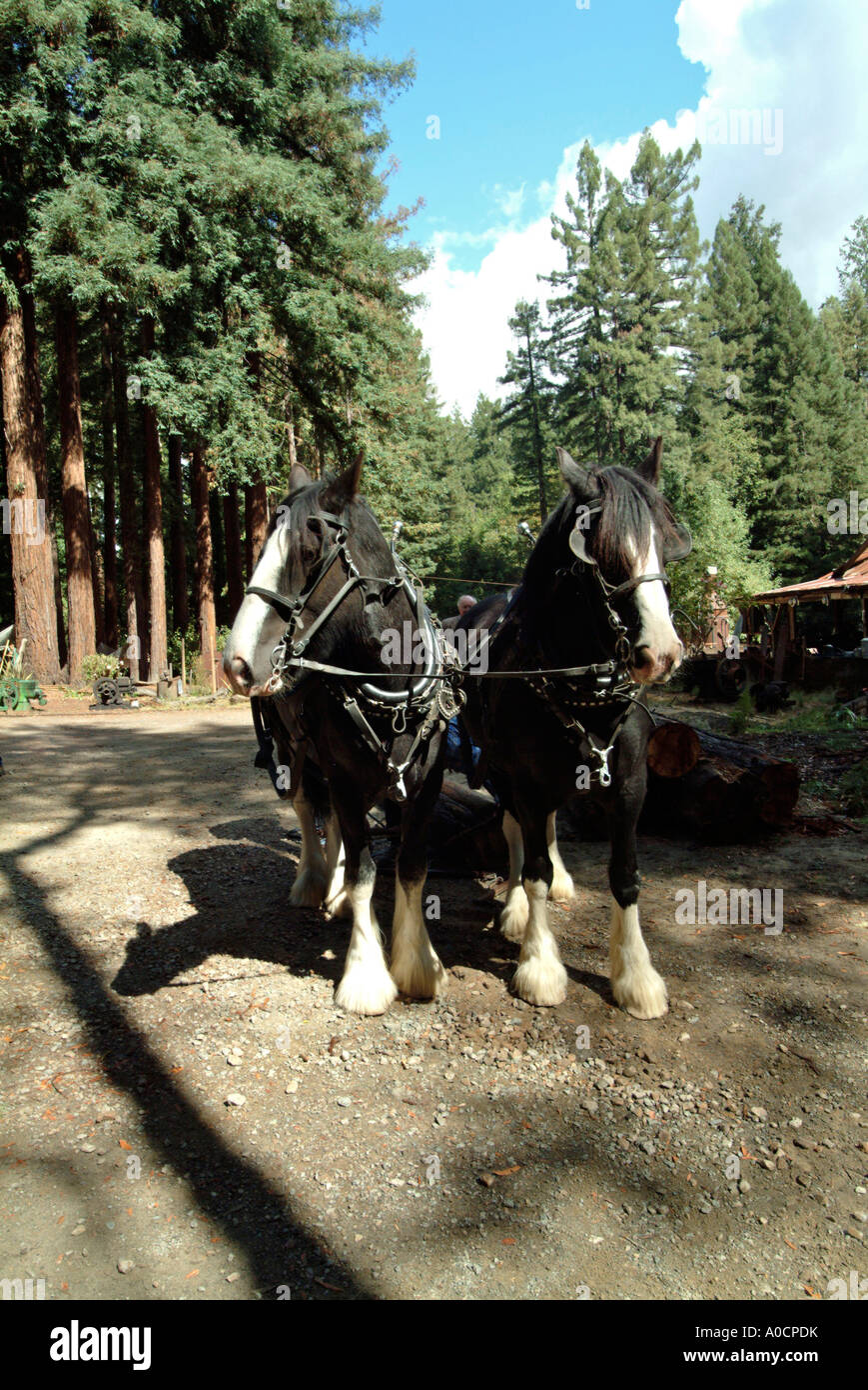 Front view of two draft horses are about to be hitched up to drag a redwood log to a saw mill in Occidental California Stock Photo