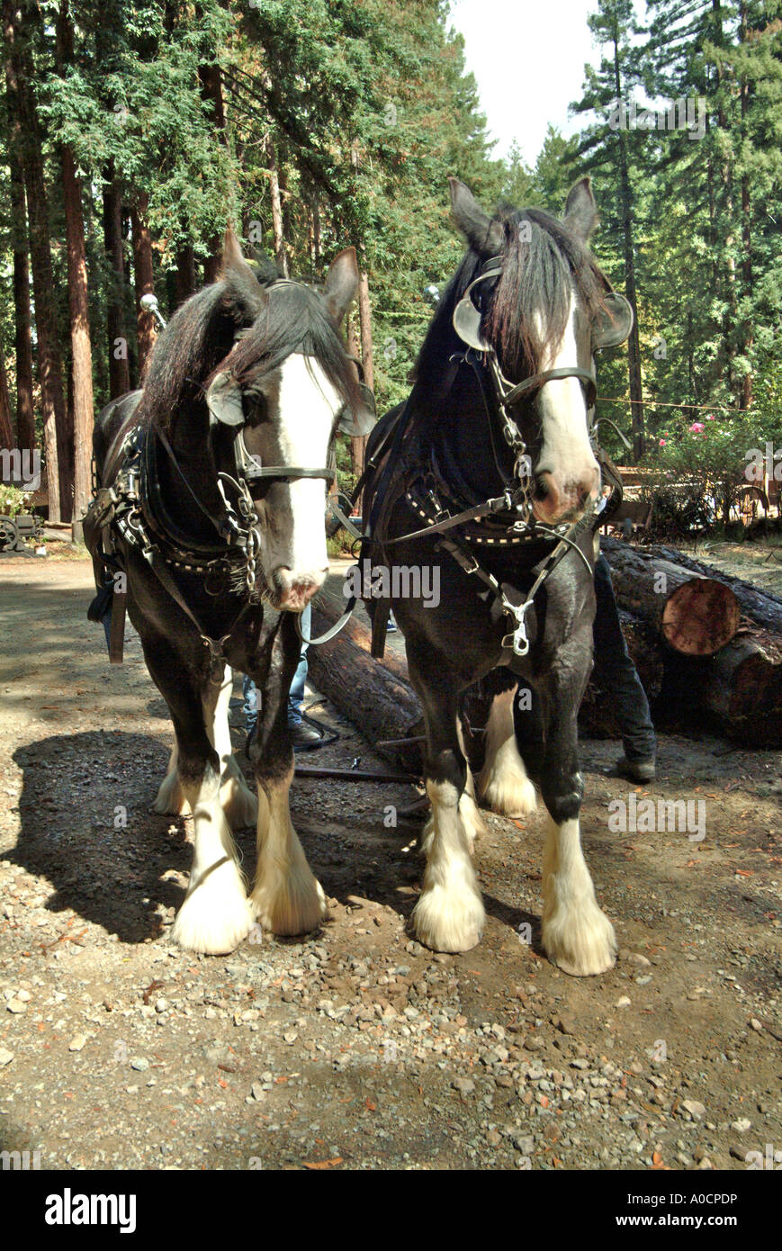Front view of two draft horses are about to be hitched up to drag a redwood log to a saw mill in Occidental California Stock Photo