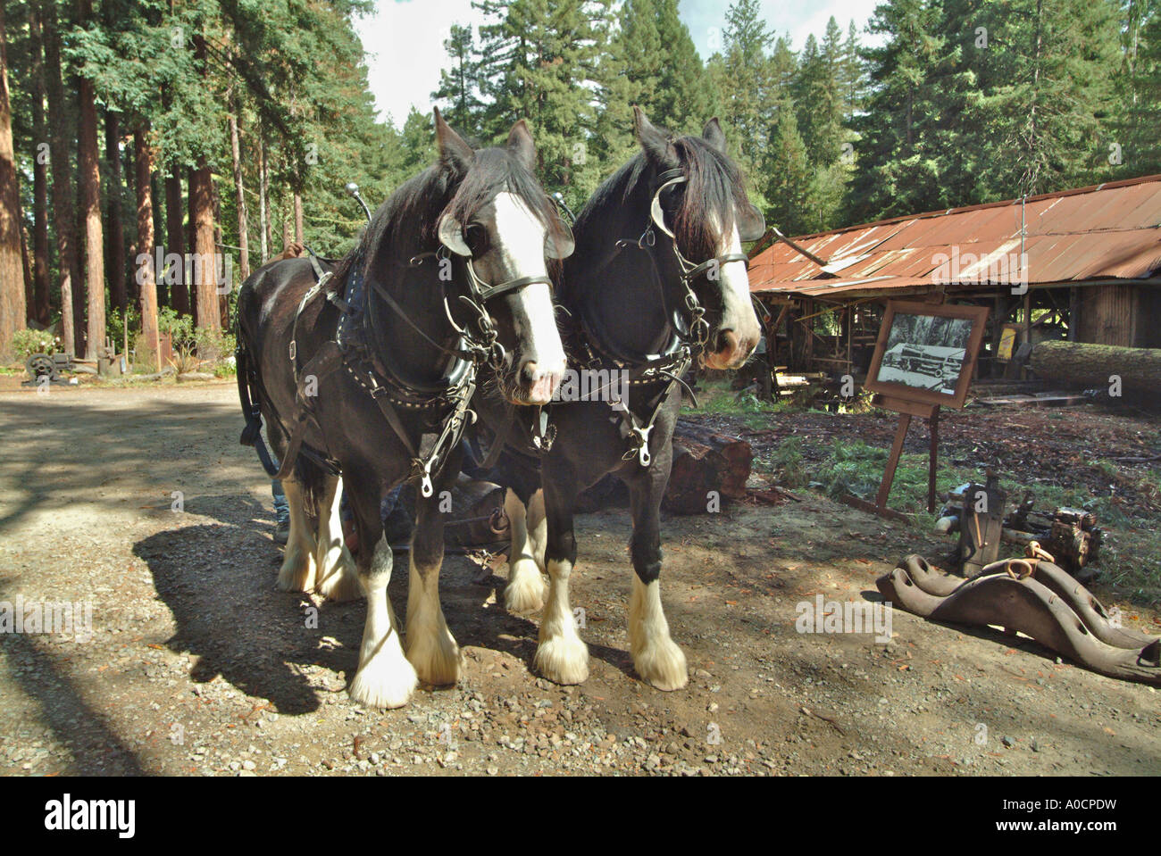 Front view of two draft horses are about to be hitched up to drag a redwood log to a saw mill in Occidental California Stock Photo