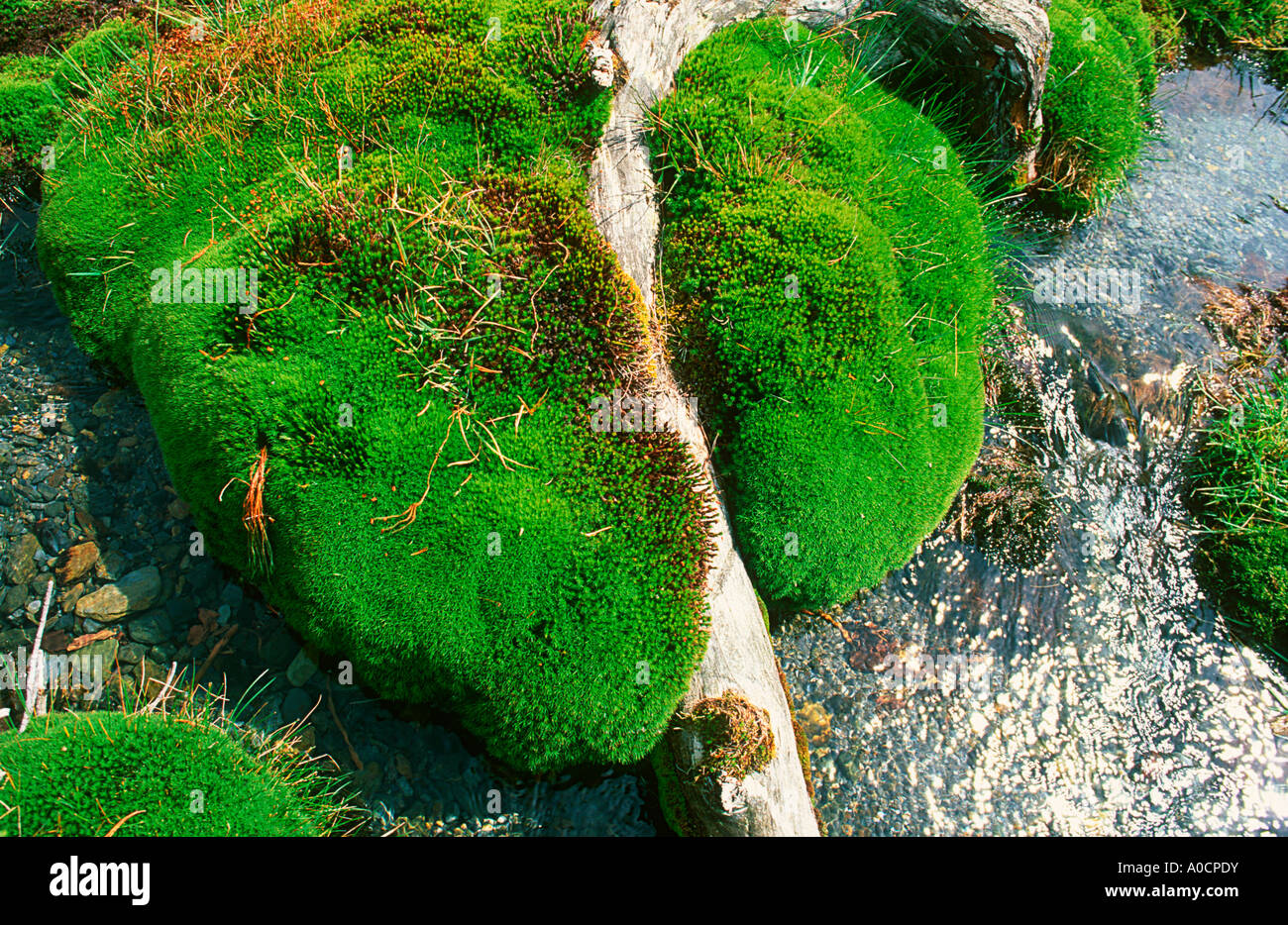 Moss, Grimmia sp. Pyrenees Stock Photo