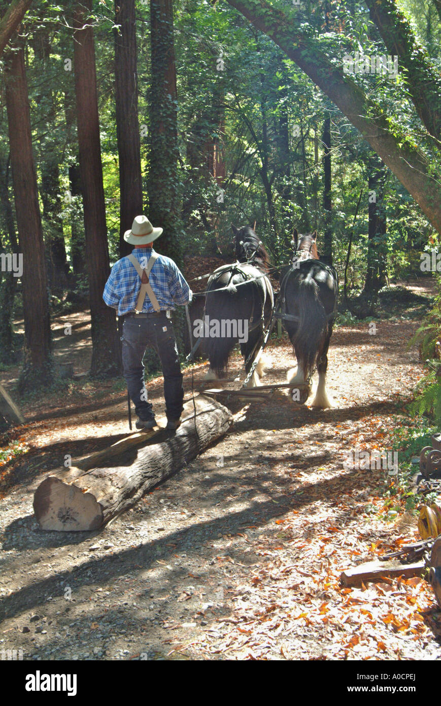 Two draft horses are hitched up and dragging a redwood log downhill to a saw mill in Occidental California Stock Photo