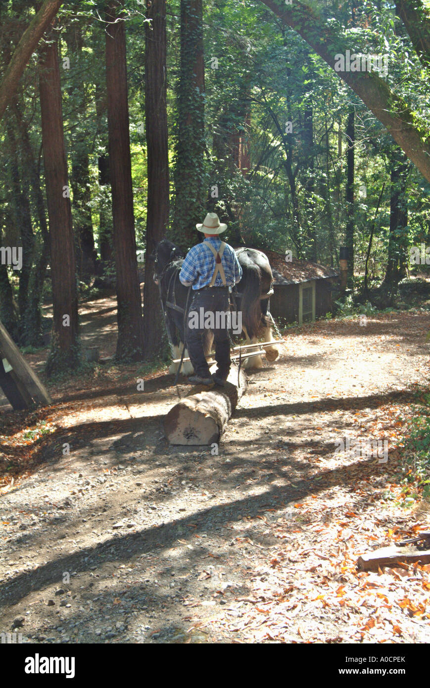 Two draft horses are hitched up and dragging a redwood log downhill to a saw mill in Occidental California Stock Photo