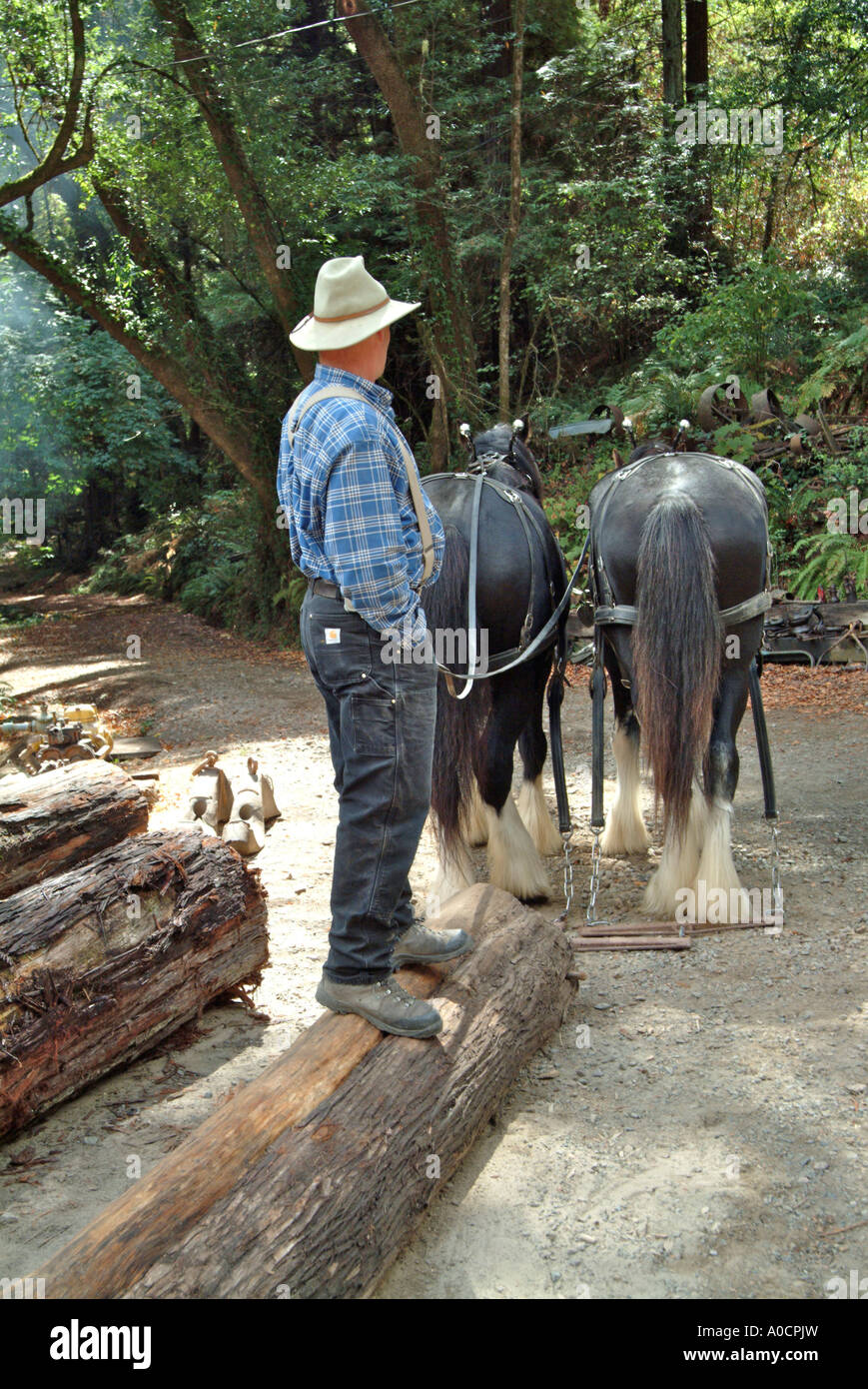 Two draft horses are hitched up and ready to drag a redwood log to a saw mill in Occidental California Stock Photo