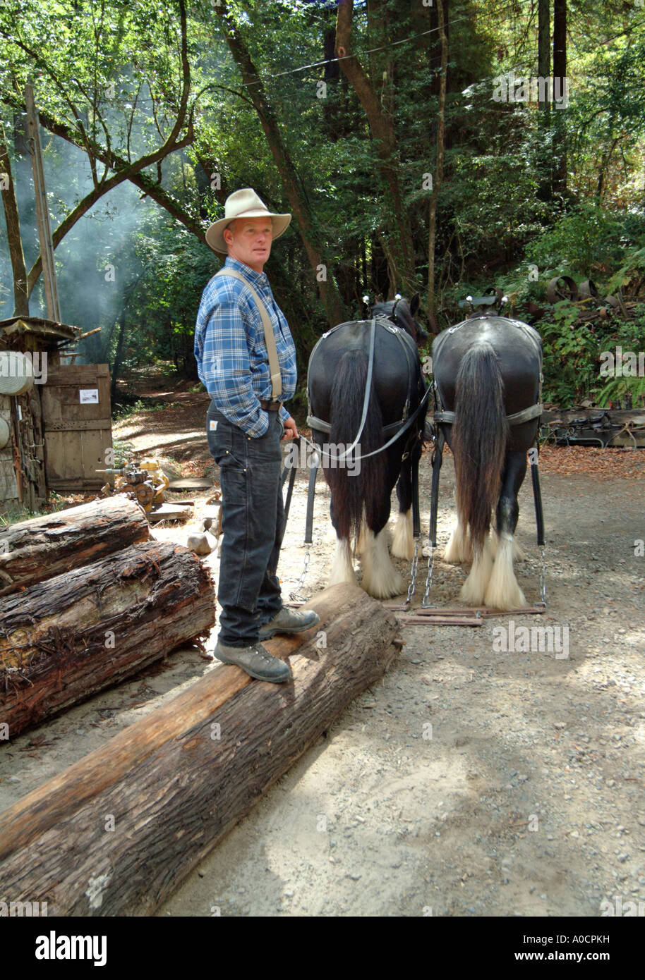Two draft horses are hitched up and ready to drag a redwood log to a saw mill in Occidental California Stock Photo