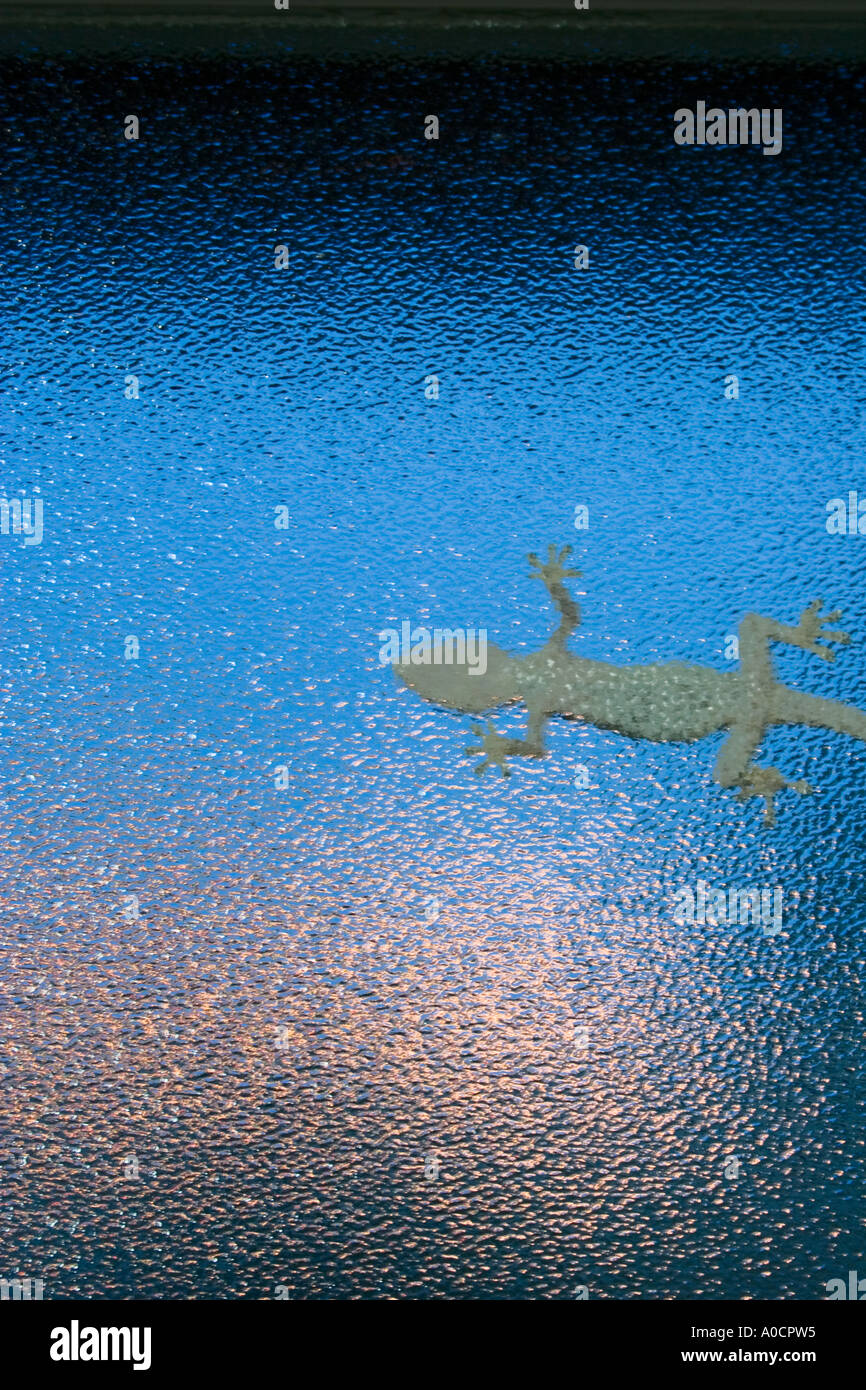 Lizard on window looking for insects to catch at night Stock Photo