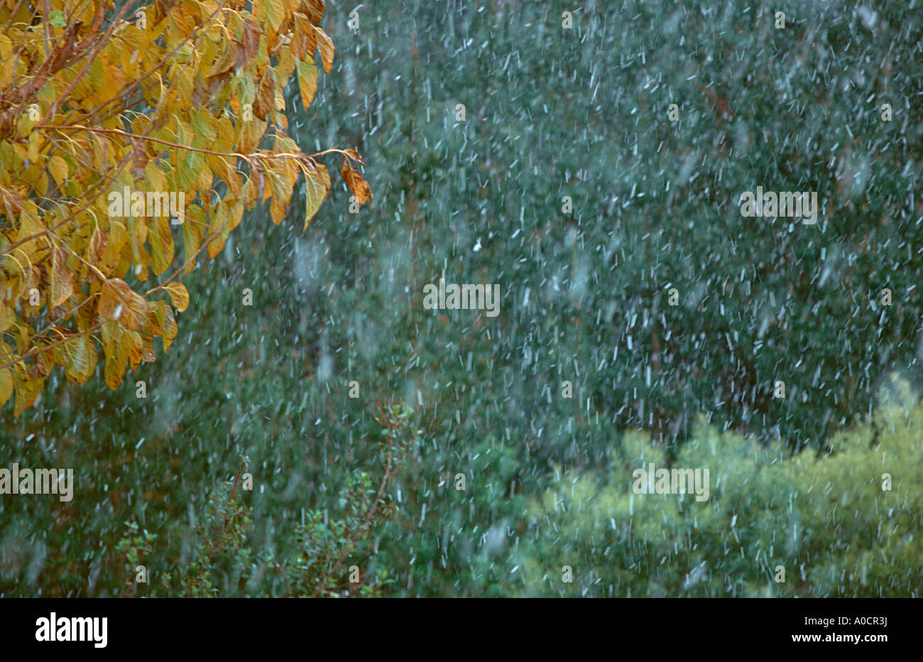 Snowfall snow hi-res stock photography and images - Alamy