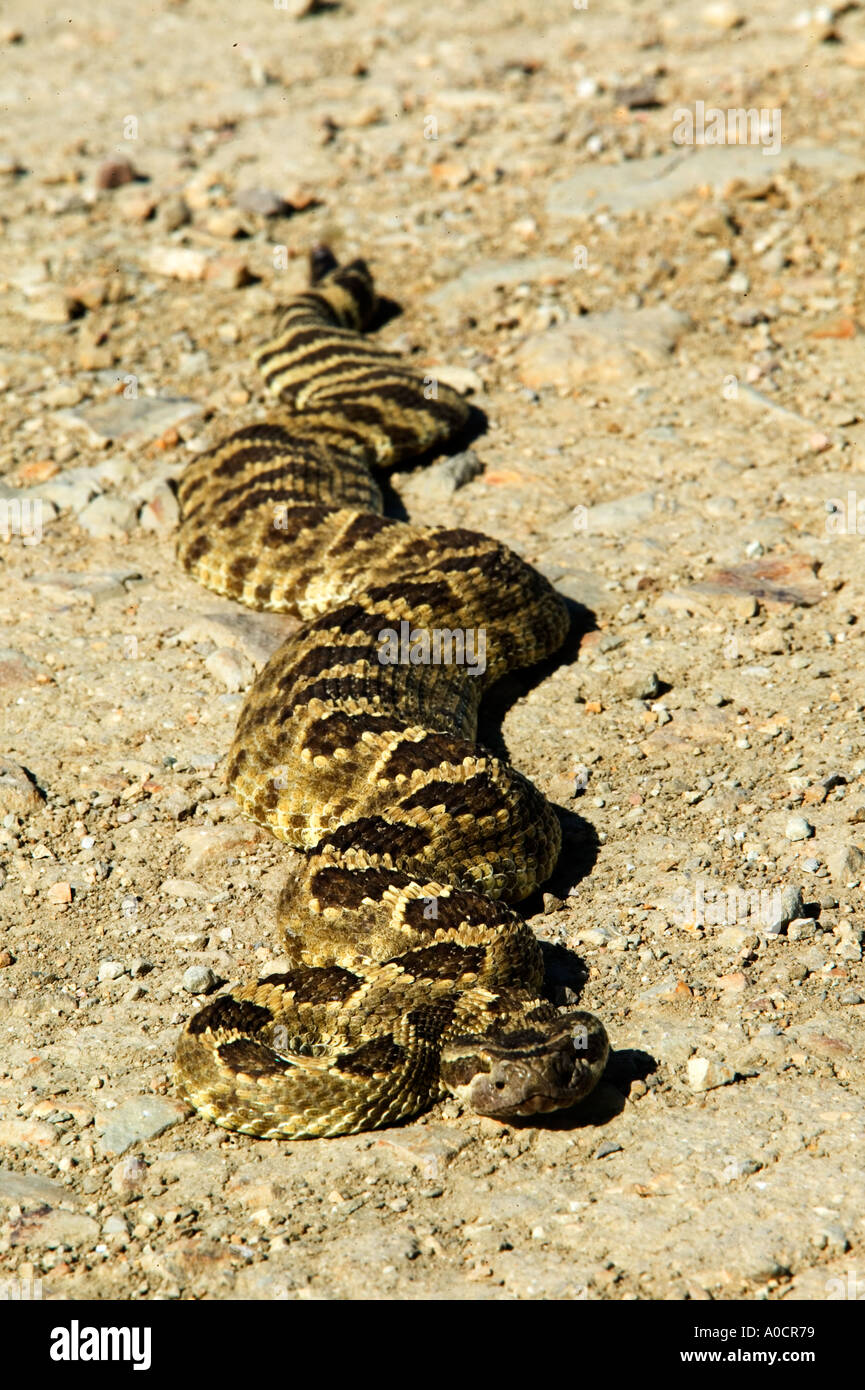 Vertical snake snakes hi-res stock photography and images - Alamy