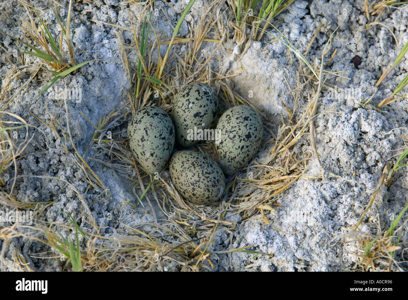 Avocet eggs at Summer Lake State Wildlife Refuge Oregon Stock Photo