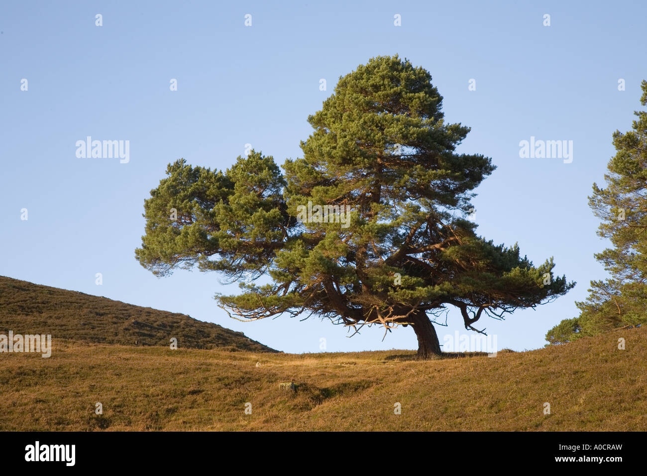 Caledonian ancient old pine tree in Scottish highlands or glen in  Braemar, Royal Deeside, Cairngorms National Park Scotland uk Stock Photo