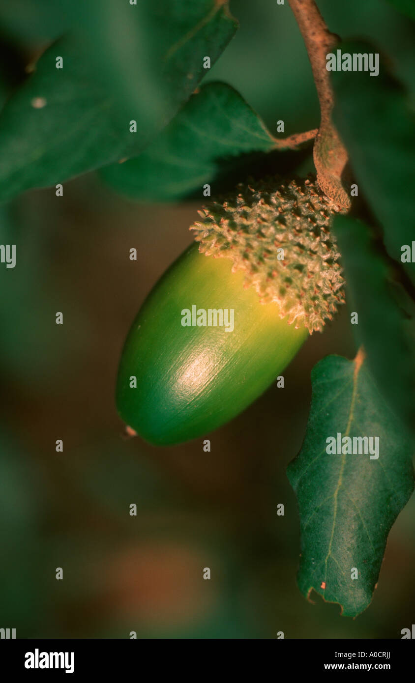 Cork Oak, Quercus suber. Acorn on tree Stock Photo Alamy