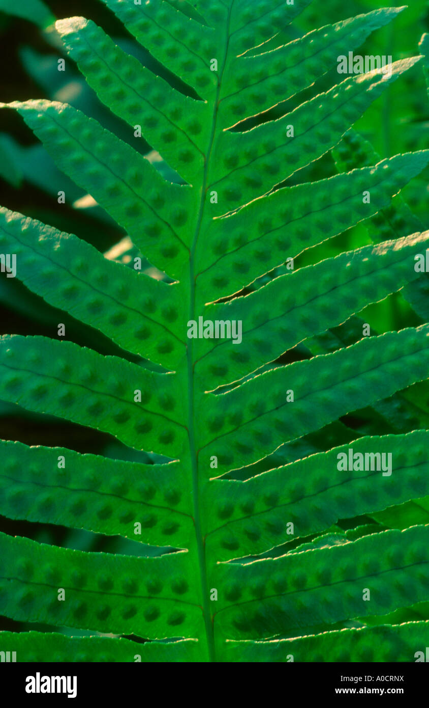 Common Polypody Fern, Polypodium vulgare. Leaf showing sori Stock Photo