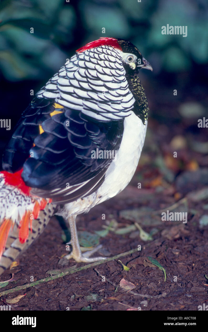 Lady Amhersts Pheasant Chrysolophus amherstiae an endangered pheasant unique to China Stock Photo