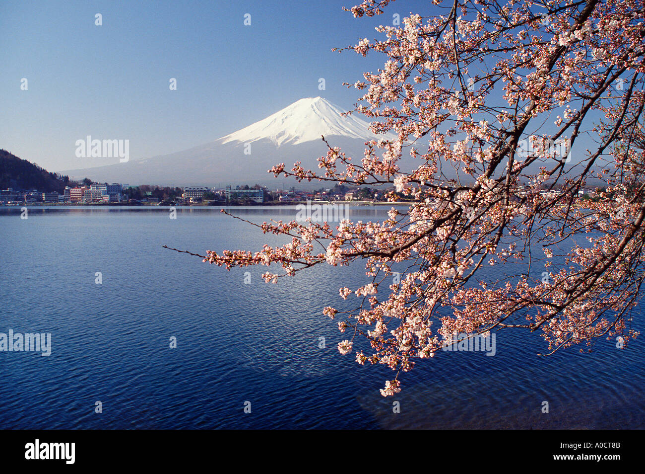 Mt Fuji spring cherry blossoms and Lake Kawaguchi with the resort of Kawaguchi on the far shore Japan Stock Photo