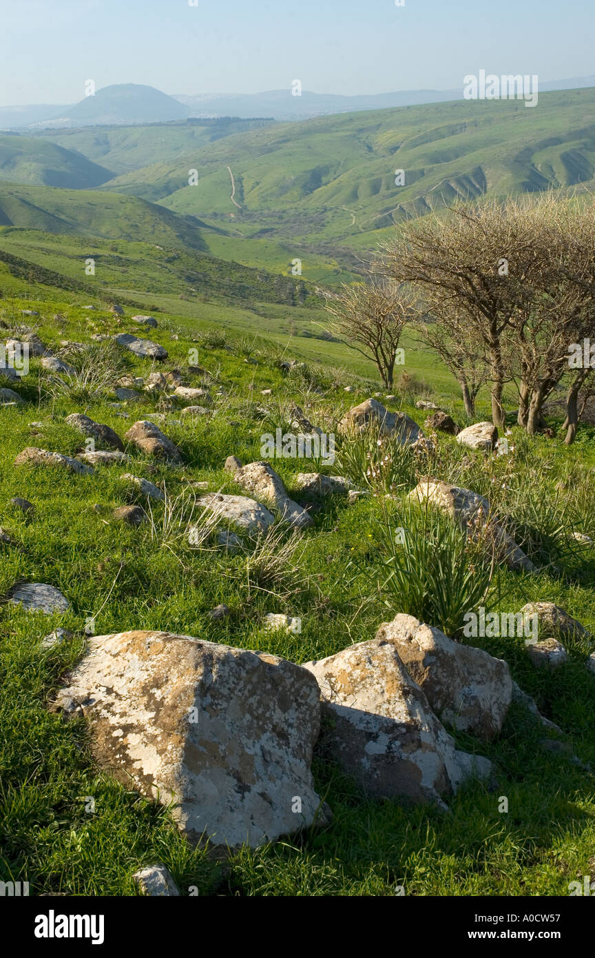 Israel Jordan Valley wadi Tabor large view in spring with tree and rock in frgd and Mount Tabor in bkgd vertical Stock Photo