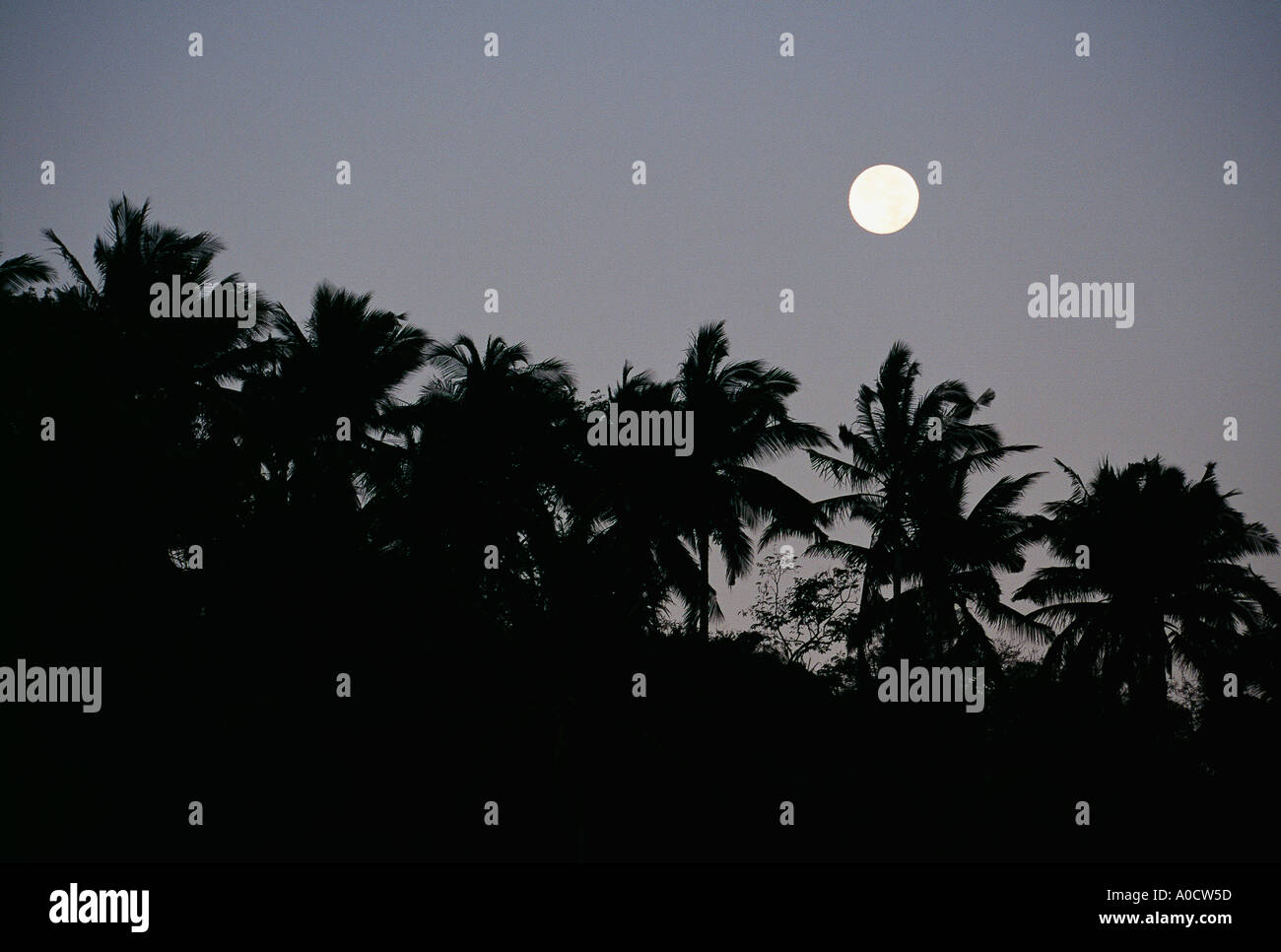 Coconut palm trees silhouetted against a full moon at night Puerto Galera Mindoro Philippines Stock Photo