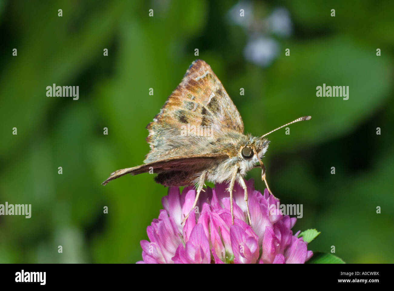 Mallow Skipper Butterfly (Carcharodus alceae) Croatia, early September. Stock Photo