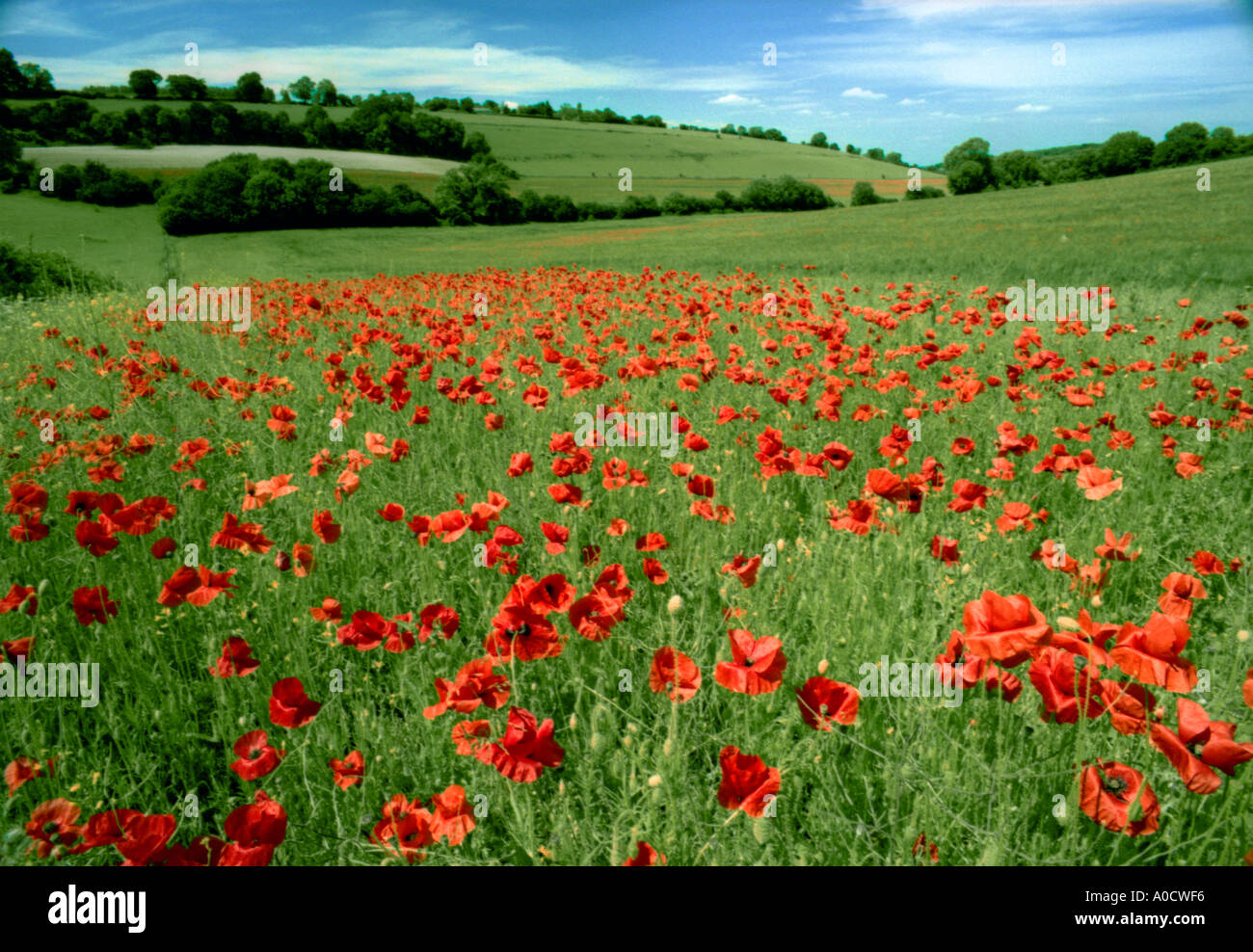 Field full of bright red poppies Biggin Hill, Kent, England, UK. Stock Photo