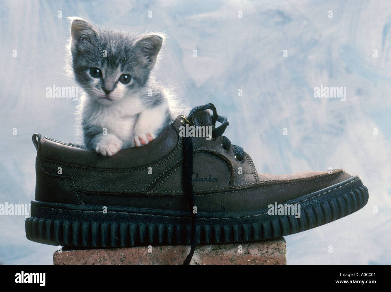 Kitten in shoe Stock Photo Alamy