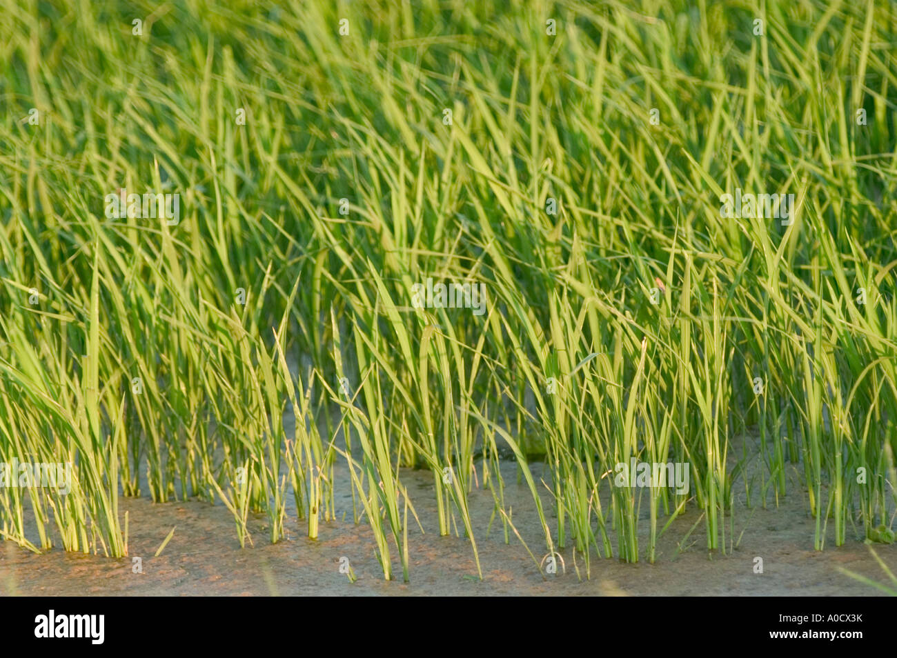 Irrigated rice field in Walnut Ridge Arkansas Stock Photo Alamy