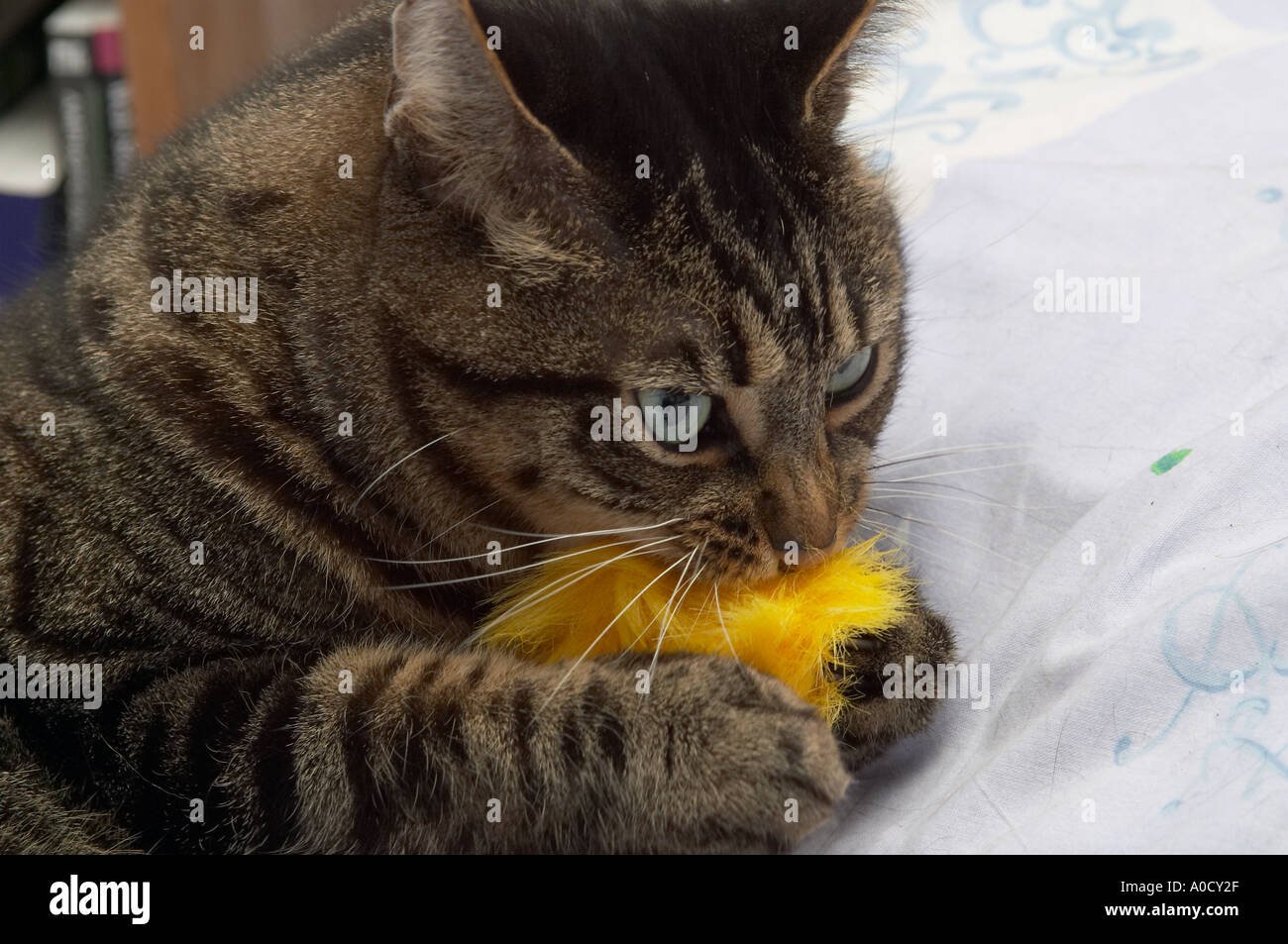 England, UK. Adult male Mackerel Tabby cat playing with his yellow toy