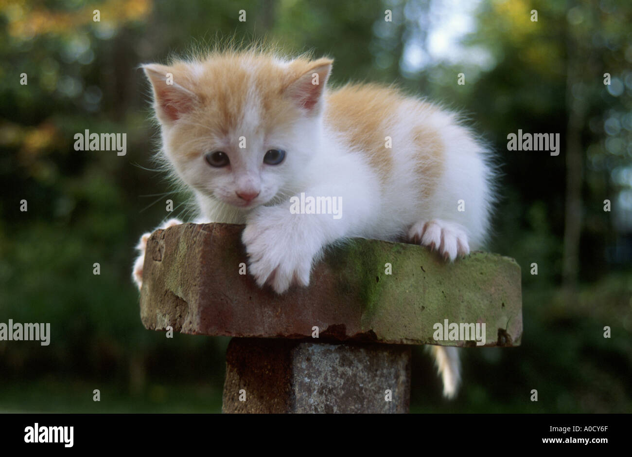 Red and cheap white kitten