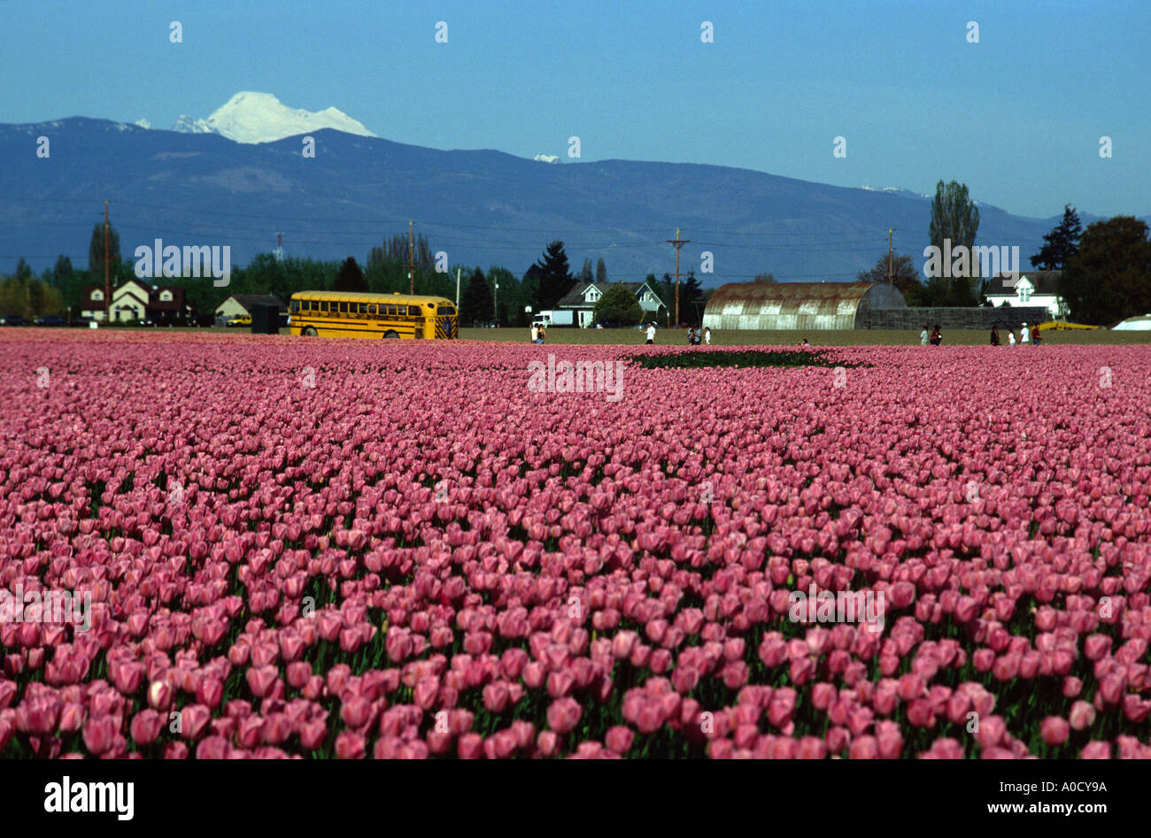 Tulip festival in Skagit Valley Washington State. Mt Baker can be seen