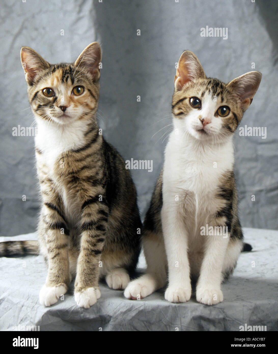 Two Calico Kitten Sisters On Grey Background Stock Photo Alamy Two Calico Kitten Sisters On Grey Background Stock Photo Alamy