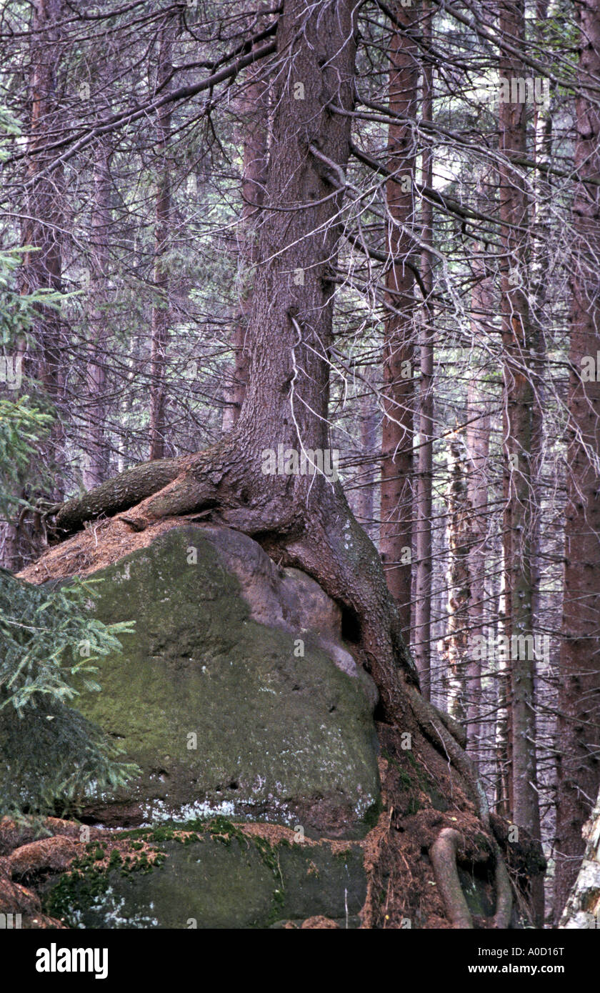Old spruce growing on the rock Picea abies Stock Photo