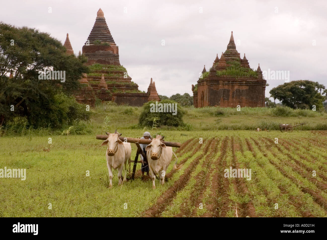 Stock photograph of a farmer ploughing with two oxen amongst the stupas on the plains at Bagan in Myanmar 2006 Stock Photo
