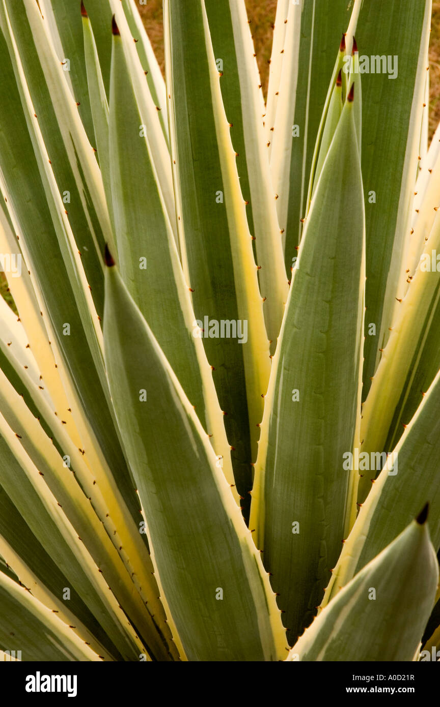 Stock photograph of a variegated Agave angustifolia plant Stock Photo ...