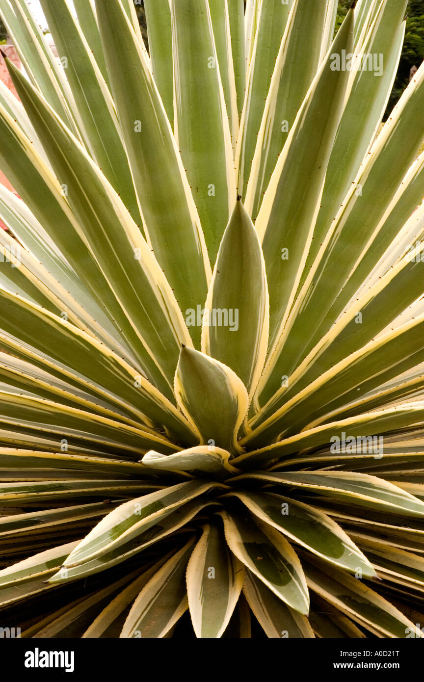 Stock photograph of a variegated Agave angustifolia plant Stock Photo ...