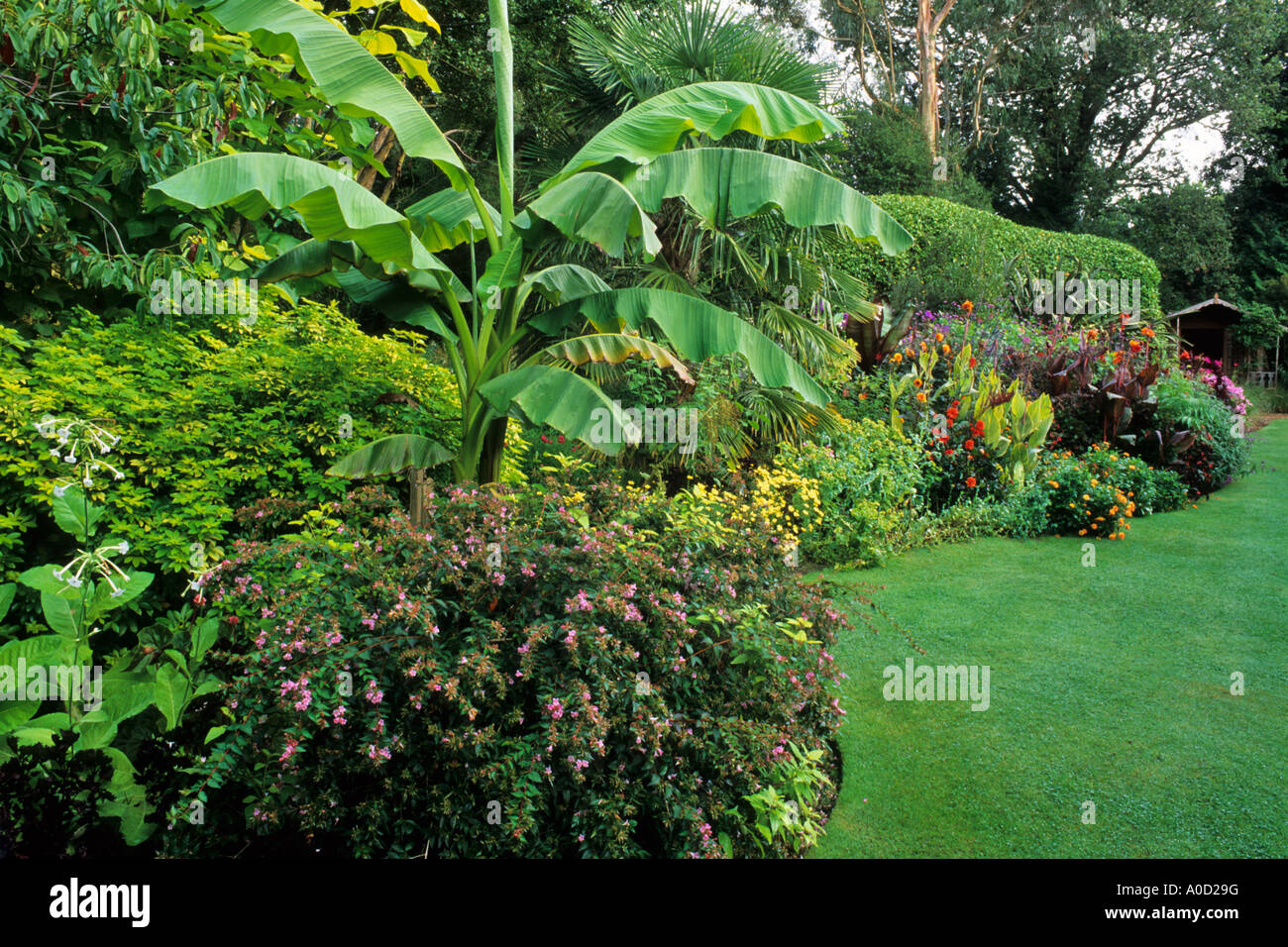 SUB-TROPICAL PLANTING WITH PERFECT LAWN AT KNOLL GARDEN DORSET WITH PALMS BANANA AND CANNA Stock Photo
