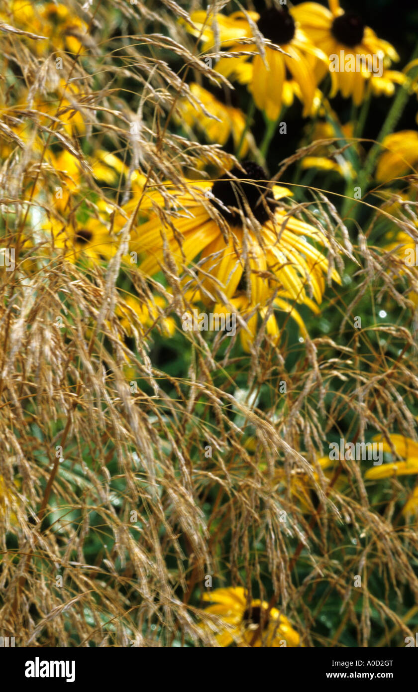 DESCHAMPSIA CESPITOSA 'BRONZESCHLEIER' WITH RUDBECKIA FULGIDA VAR