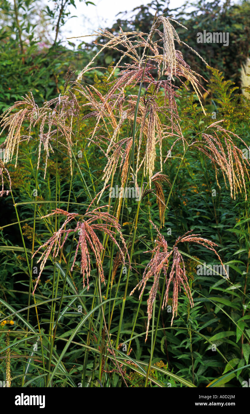 MISCANTHUS SINENSIS 'KASKADE' AT KNOLL GARDEN DORSET Stock Photo