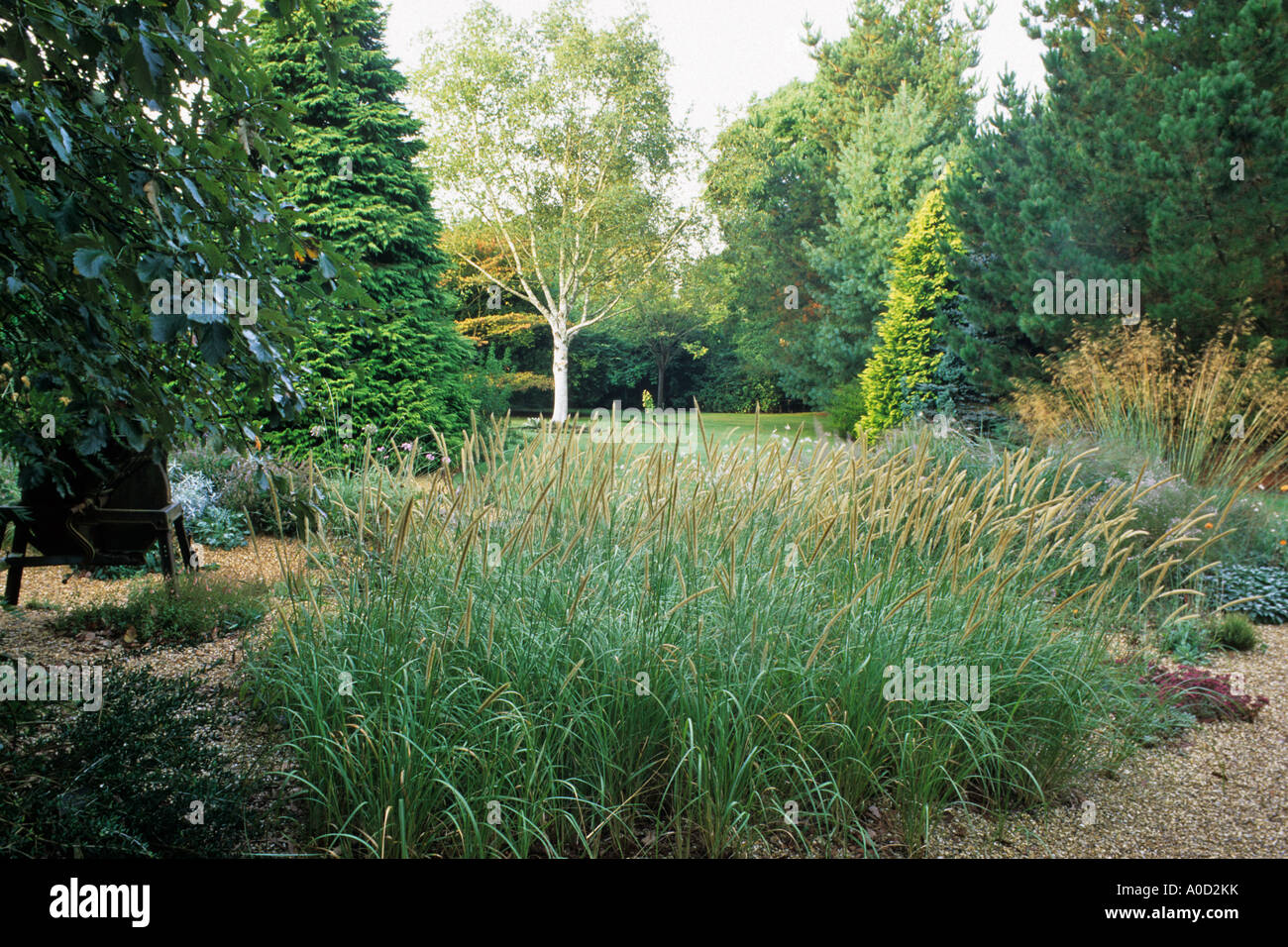 PENNISETUM MACROURUM WITH OTHER ORNAMENTAL GRASSES AND WITH STEMMED BIRCH BETULA AT KNOLL GARDEN DORSET Stock Photo